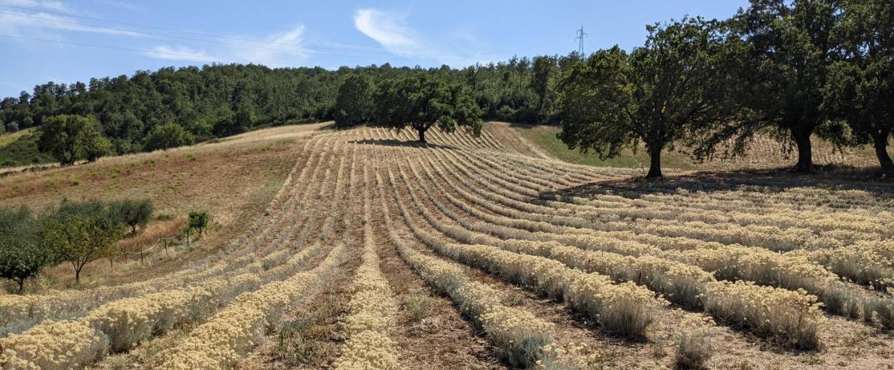 Il Poggio Di Teo Villa Manciano Buitenkant foto
